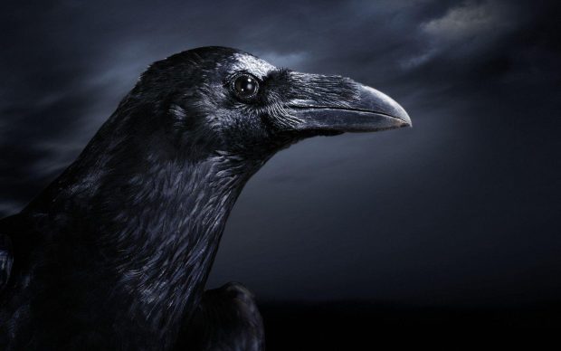 Raven Image Free Download.