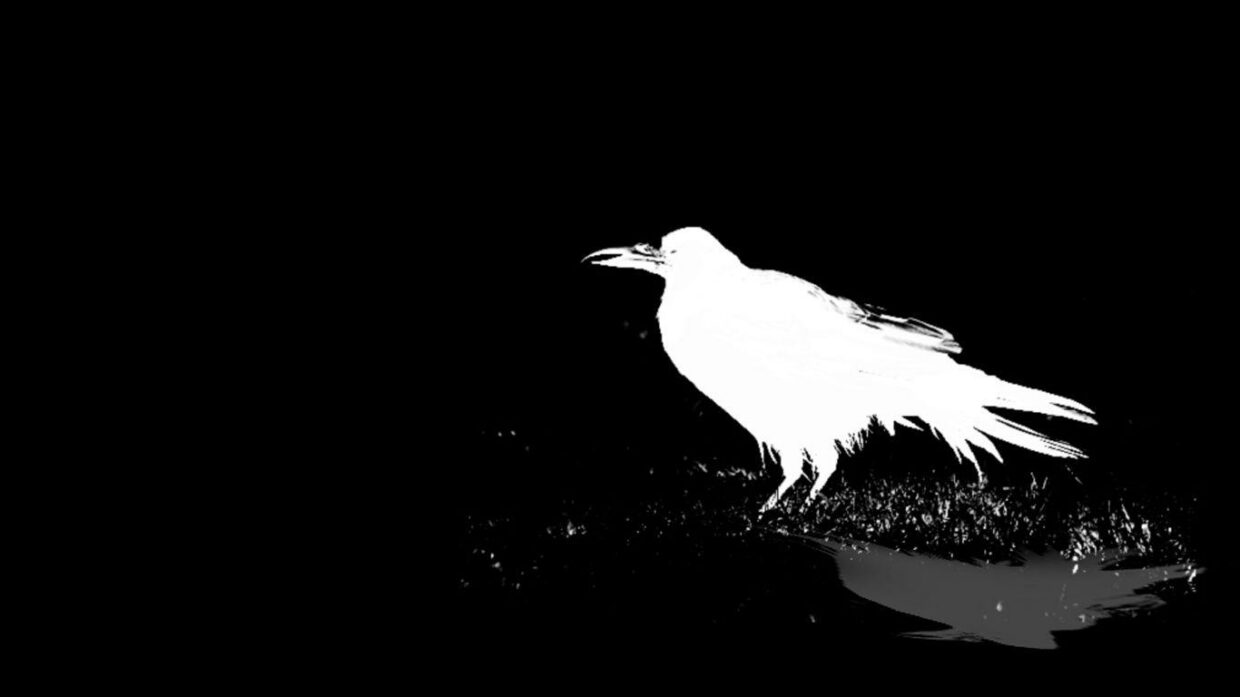Raven HD Wallpapers - PixelsTalk