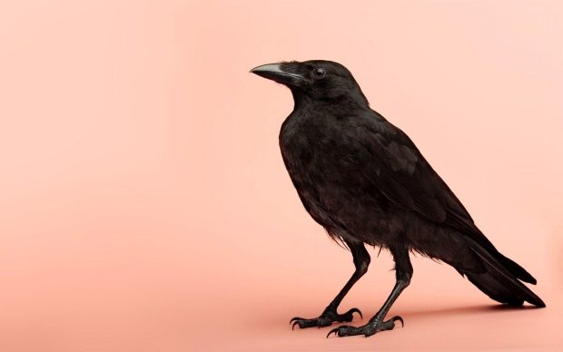 Raven Wallpaper HD Free download.