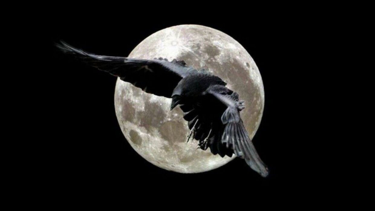 Raven HD Wallpapers - PixelsTalk