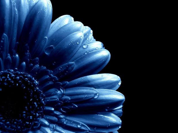 The best Blue Flower Background.