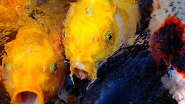 The best Koi Fish Wallpaper HD.