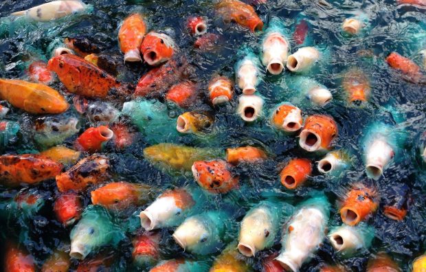 The latest Koi Fish Wallpaper HD.