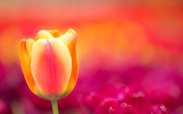 The latest Tulip Wallpaper HD.