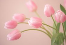 Tulip HD Wallpaper Free download.