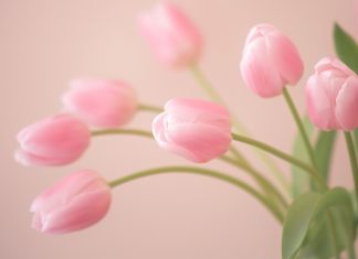 Tulip HD Wallpaper Free download.