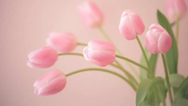 Tulip HD Wallpaper Free download.