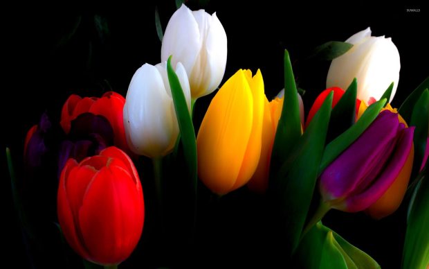 Tulip Wide Screen Wallpaper.