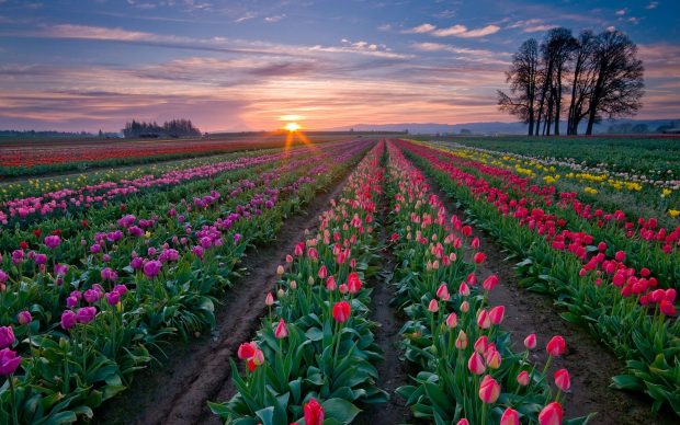 Tulip Wide Screen Wallpaper HD.