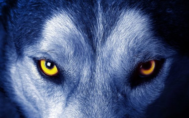 Wolf Eye Wallpaper HD.