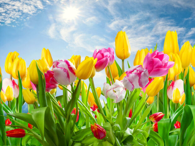 A Celebration of Springtime in Desktop Wallpaper.