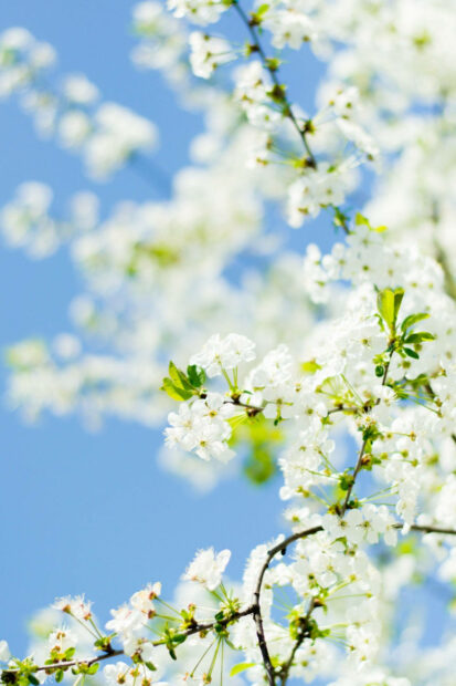 A Spring Scene of Fresh Renewal Wallpaper.