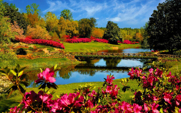A beautiful river view of spring flowers Wallpaper.