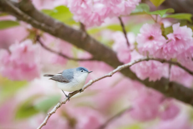 A bird taking a peaceful nap in a bed of pink blossoms Wallpaper.