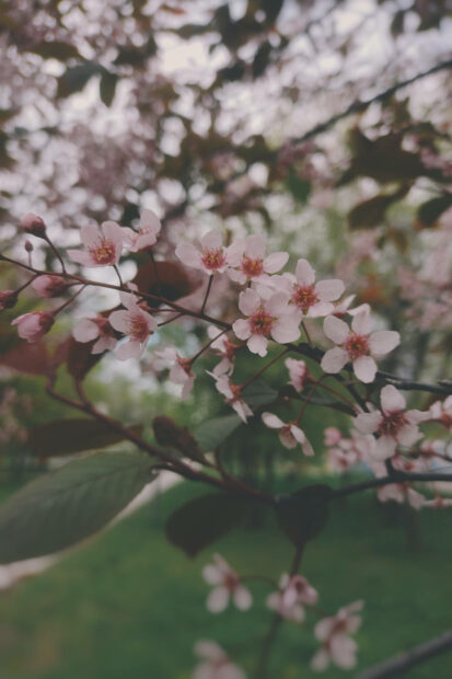 Aesthetic Spring Flower Wallpaper.