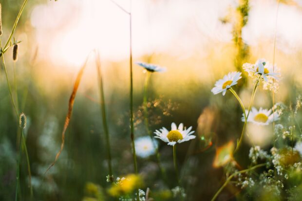 Aesthetic Spring Wallpaper Free HD Download.