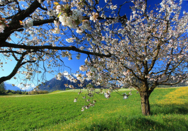 Beautiful Spring Landscape with Blooming Trees and Vibrant Green Field Wallpaper.