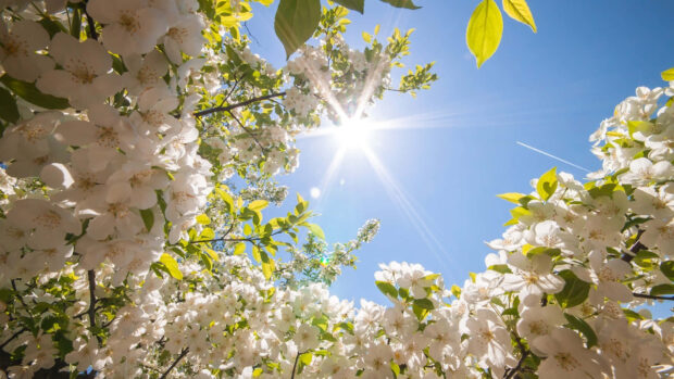 Beautiful Springtime Wallpaper.