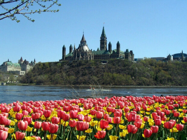 Beautiful tulip flowers and a majestic castle surrounded by a gorgeous blue sky during Spring Wallpaper.