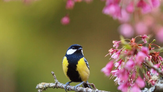 Bird And Flower In Cute Spring Desktop Wallpaper.