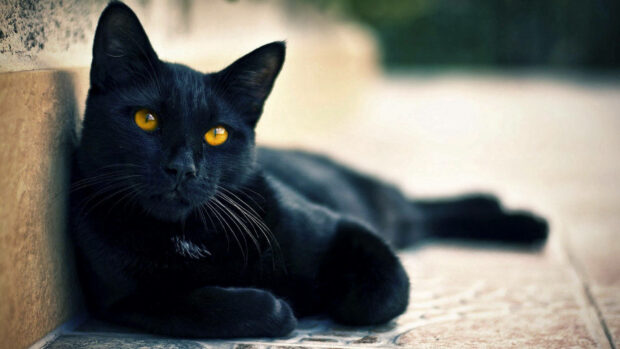Black Animal Lying Cat 1920x1080 Art Photo.
