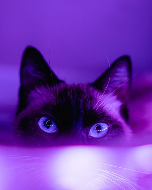 Black Pink Cat Free Download Purple Desktop Background Backgrounds.