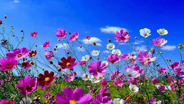 Blooming Spring Garden Wallpaper.