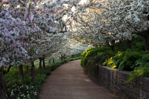 Blooming Spring Landscape in Countryside Wallpaper.