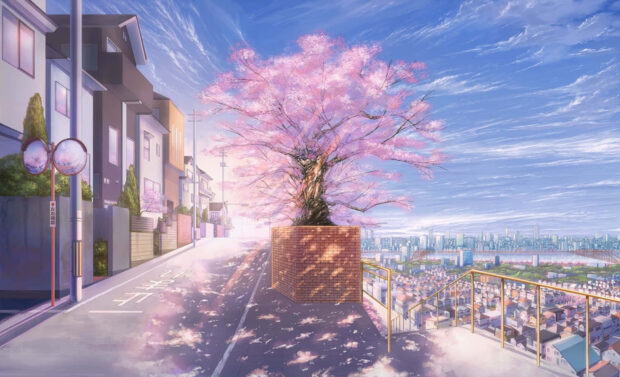 Cherry Blossom Free Download Anime Backgrounds HD  1080p.