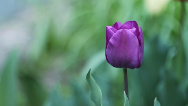 Closed Single Purple Flower Wallpaper.