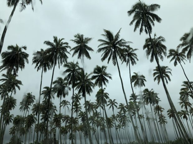 Coconut trees Images Backgrounds Desktop.