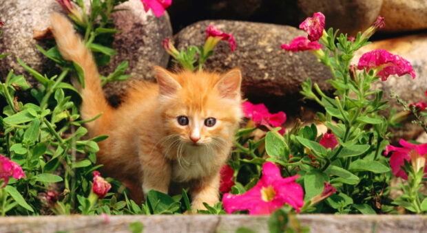 Cute Spring Desktop Little Kitten Wallpaper.