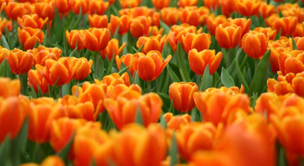 Cute Spring Desktop Orange Tulip Wallpaper.
