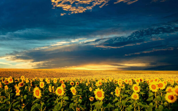 Cute Spring Desktop Sunflower Field Wallpaper.
