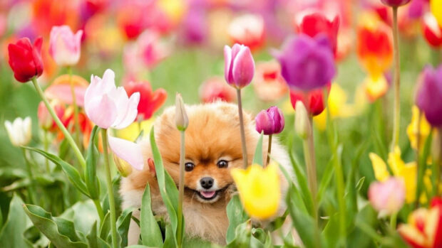 Cute Spring Desktop Tulip With Puppy Wallpaper.