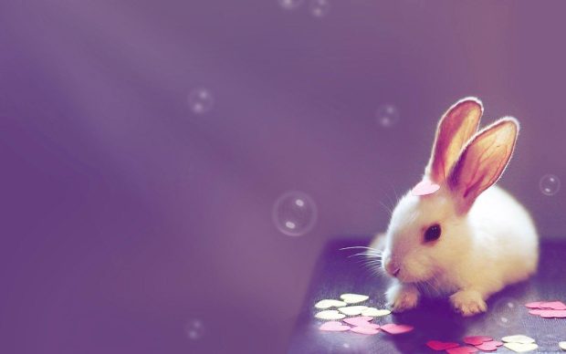 Cute Wallpapers Free Download.