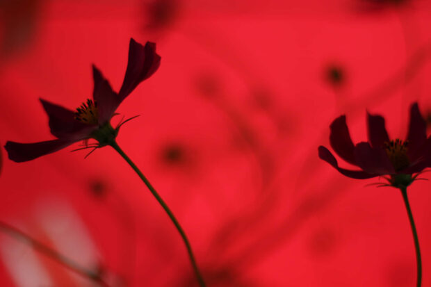 Dark Flower Red Backgrounds HD for Windows.