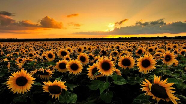 Dreamland Desktop Background Backgrounds HD 1080p.