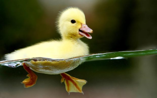 Duck Cute Backgrounds HD.