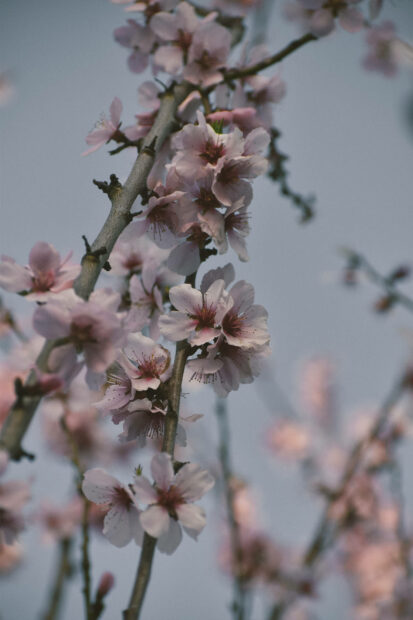 Enjoy the aesthetic beauty of spring Wallpaper.