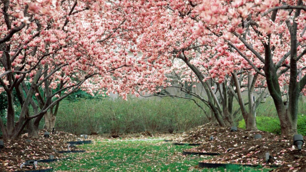 Enjoy the beauty of spring with a seemingly endless row of pink cherry blossom trees Wallpaper.