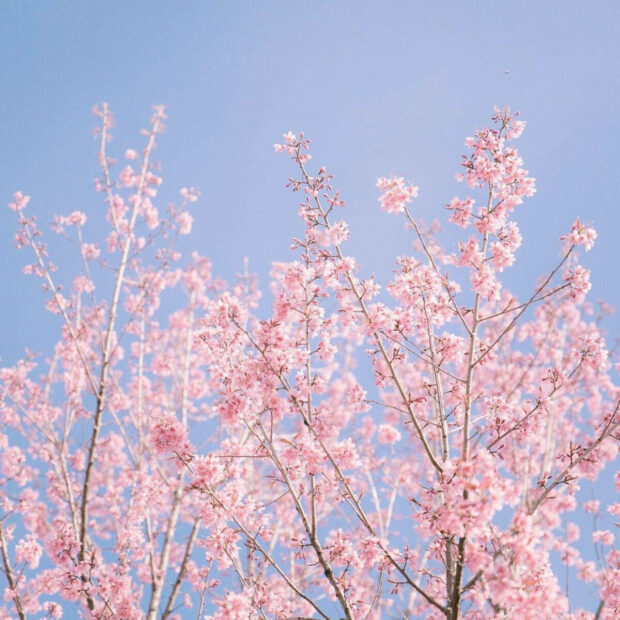 Enjoy the warmth of spring days with beautiful blooms in the sunshine Wallpaper.