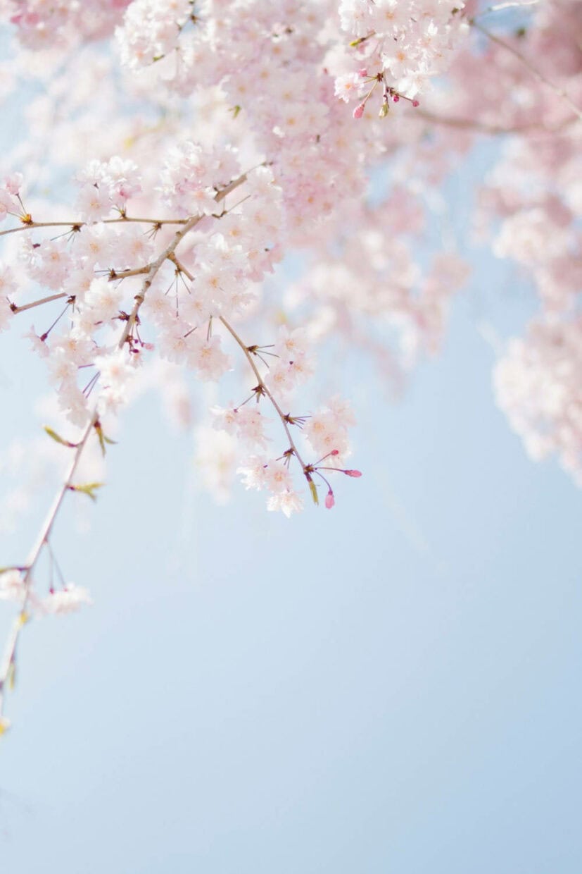 Aesthetic Spring Wallpapers - PixelsTalk