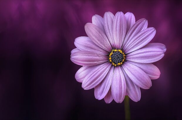Flower Purple lical blosso Free Download Purple Backgrounds Computer.
