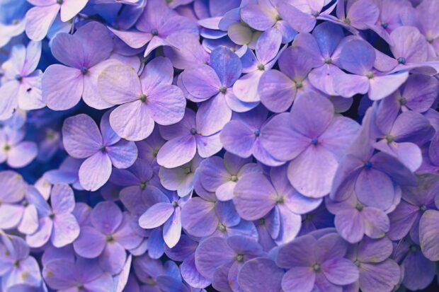 Flowers with leaves Free Download Purple Backgrounds for PC.