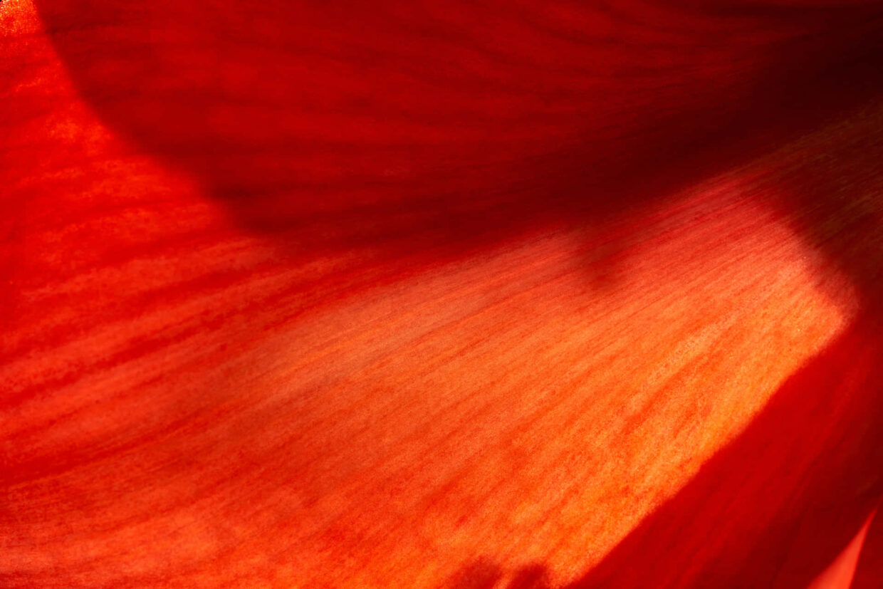 Red Backgrounds - PixelsTalk