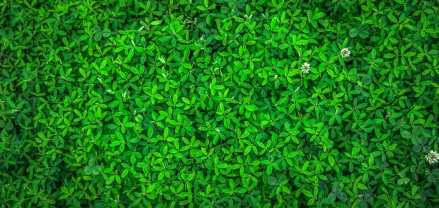 Free download Green Backgrounds HD.