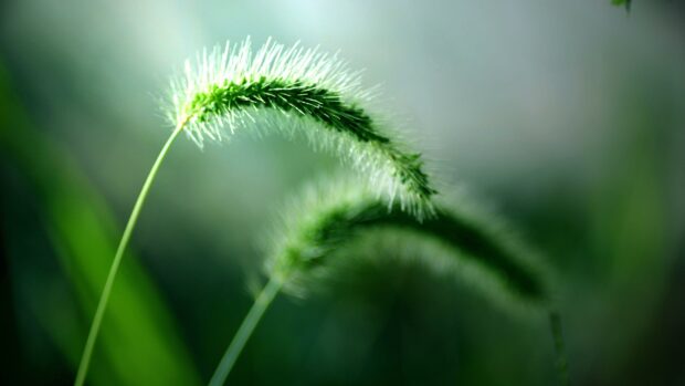 Grass Threads Free Download Green Computer Backgrounds.