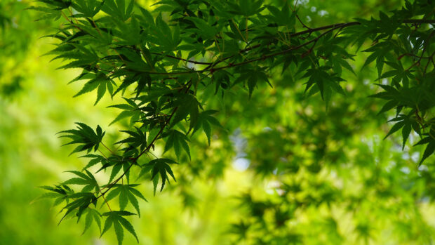 Green Backgrounds HD 1080p.
