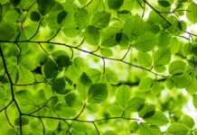 Green Backgrounds HD Free download.